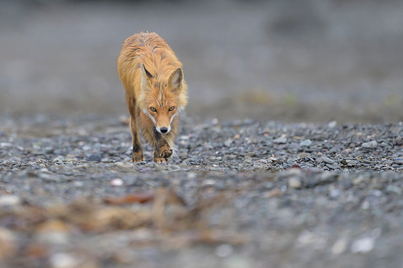 Red fox