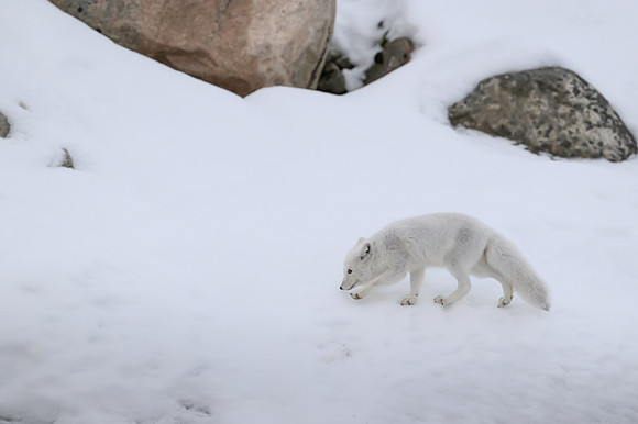 Arctic fox White