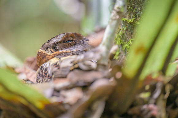 Collared Nightjar