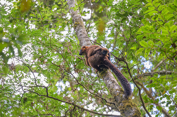 Red-bellied lemur