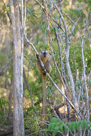 Common brown lemur