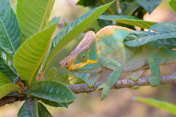 Parson's chameleon