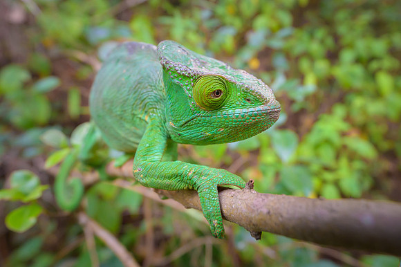 Parson's chameleon
