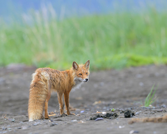 Red fox