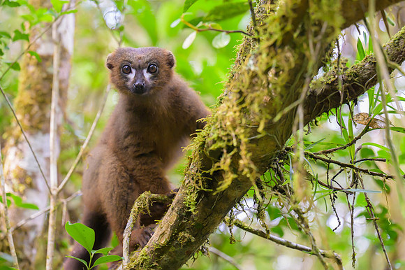 Red-bellied lemur
