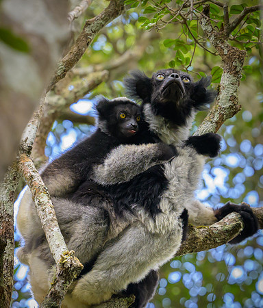 Indri lemur