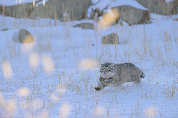 Pallas's cat