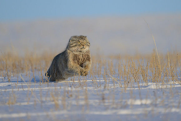 Pallas's cat