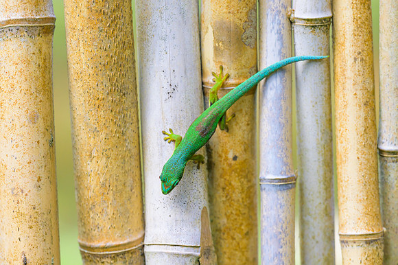 Peacock Day Gecko