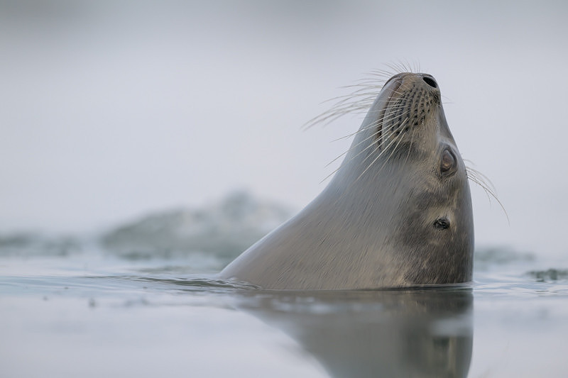 Ringed Seal