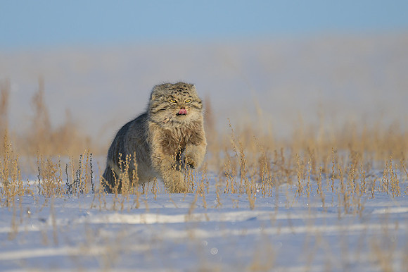 Pallas's cat
