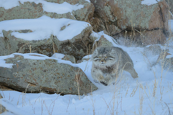 Pallas's cat