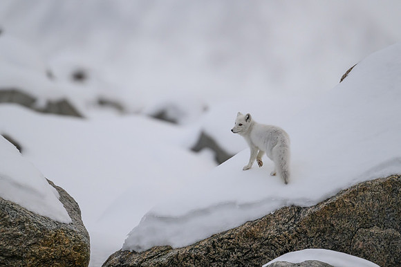 Arctic fox White