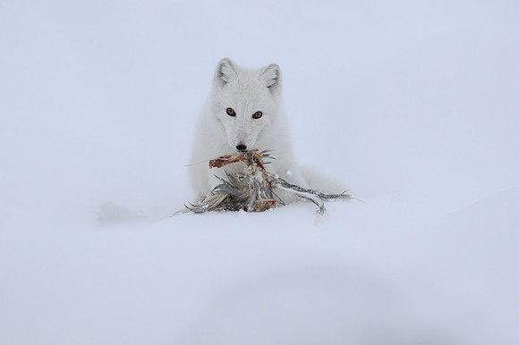 Arctic fox White