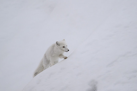 Arctic fox White