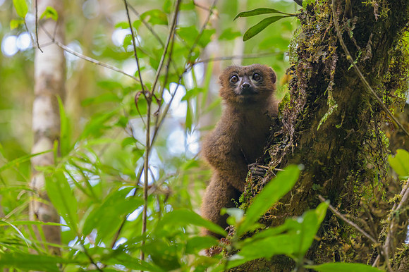 Red-bellied lemur