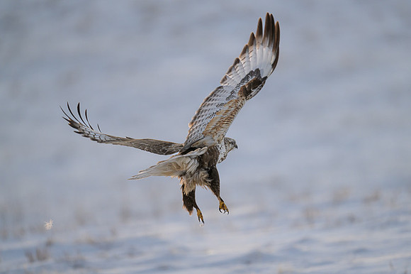 Upland Buzzard