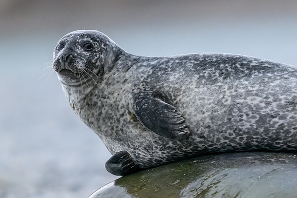 Harbor seal
