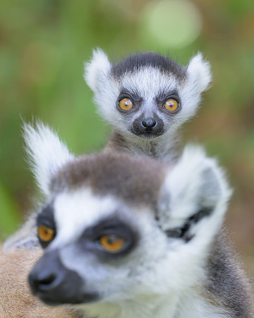 Ring-tailed lemurs
