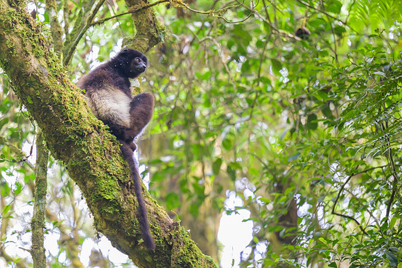 Milne-Edwards's sifaka