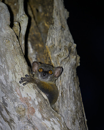 Coquerels giant mouse lemur