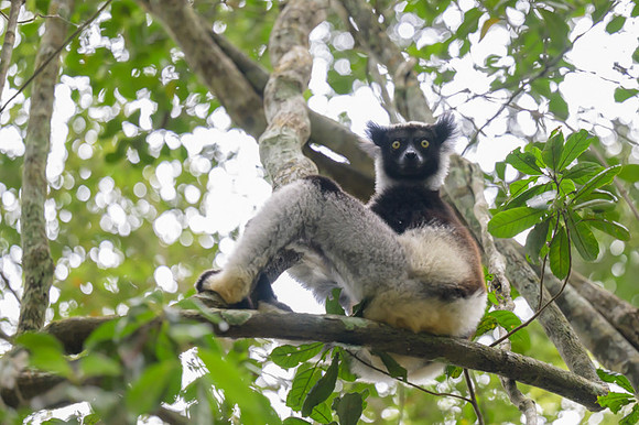 Indri lemur