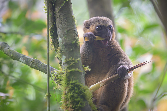 Golden Bamboo Lemur