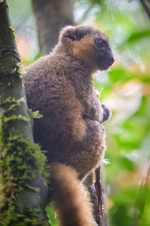 Golden Bamboo Lemur