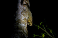 Pale fork-marked lemur