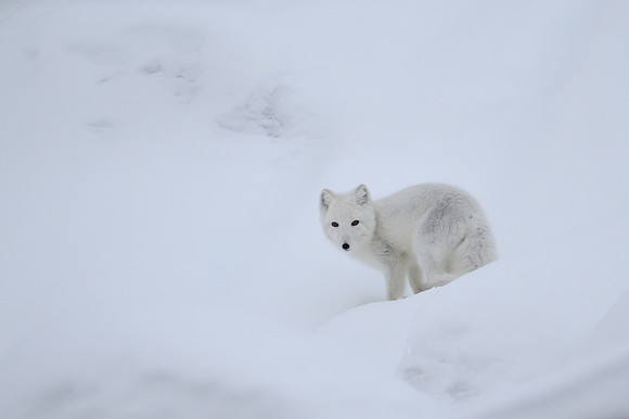 Arctic fox White