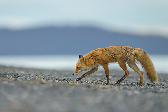 Red fox
