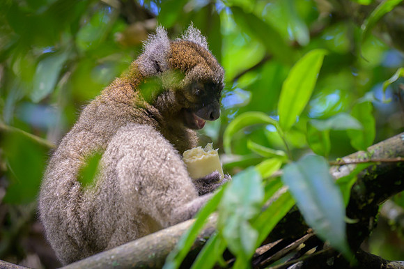 Greater bamboo lemur