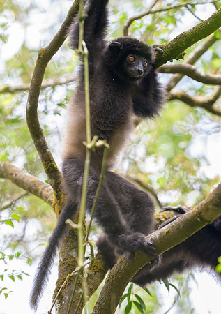 Milne-Edwards's sifaka