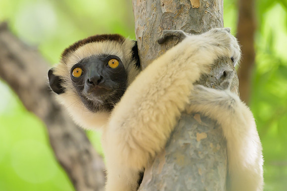 Verreaux's sifaka