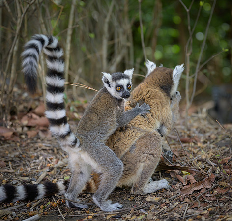 Ring-tailed lemurs