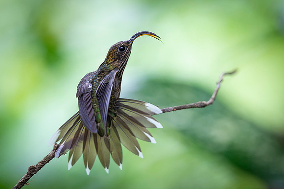 White-tipped sicklebill