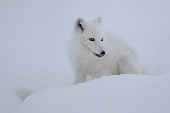 Arctic fox White