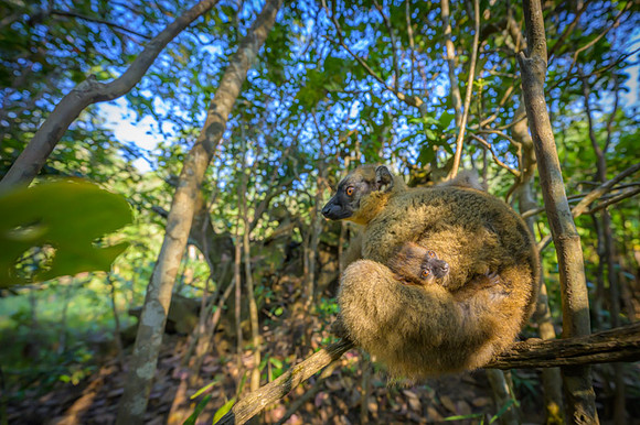 Common brown lemur