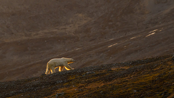 Polar bear