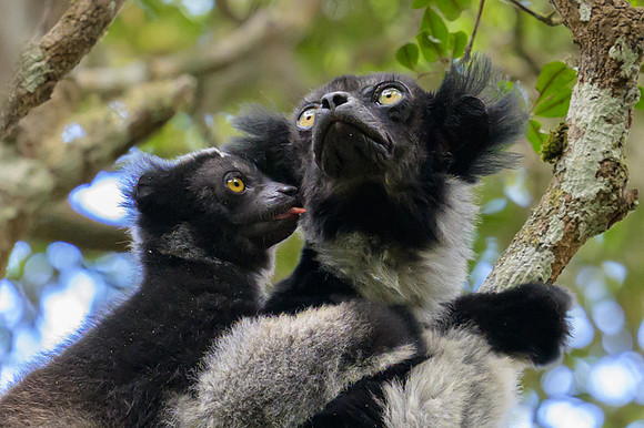 Indri lemur