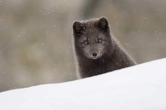 Arctic Fox Blue