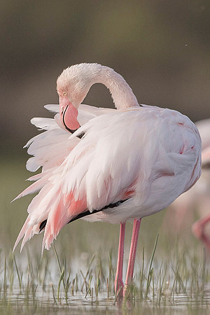 Flamingo / Flaming