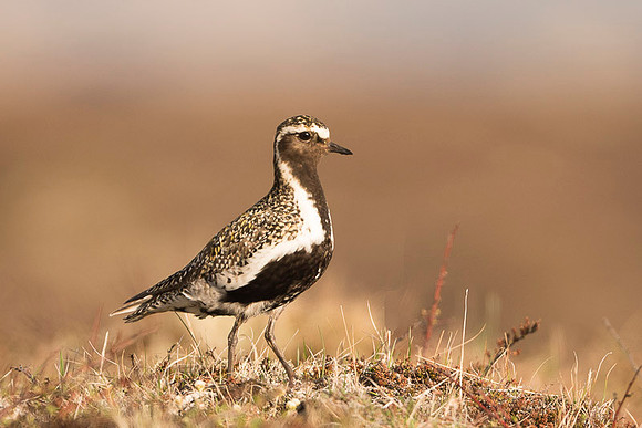 Golden Plover / Siewka złota