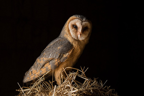 Barn Owl / Płomykówka