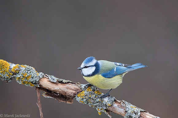 Blue Tit / Sikora Modraszka