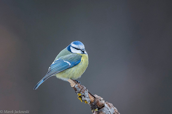 Blue Tit / Sikora Modraszka