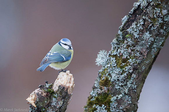 Blue Tit / Sikora Modraszka