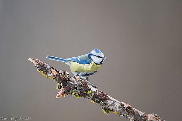 Blue Tit / Sikora Modraszka