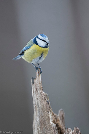 Blue Tit / Sikora Modraszka
