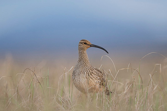 Whimbrel  Kulik